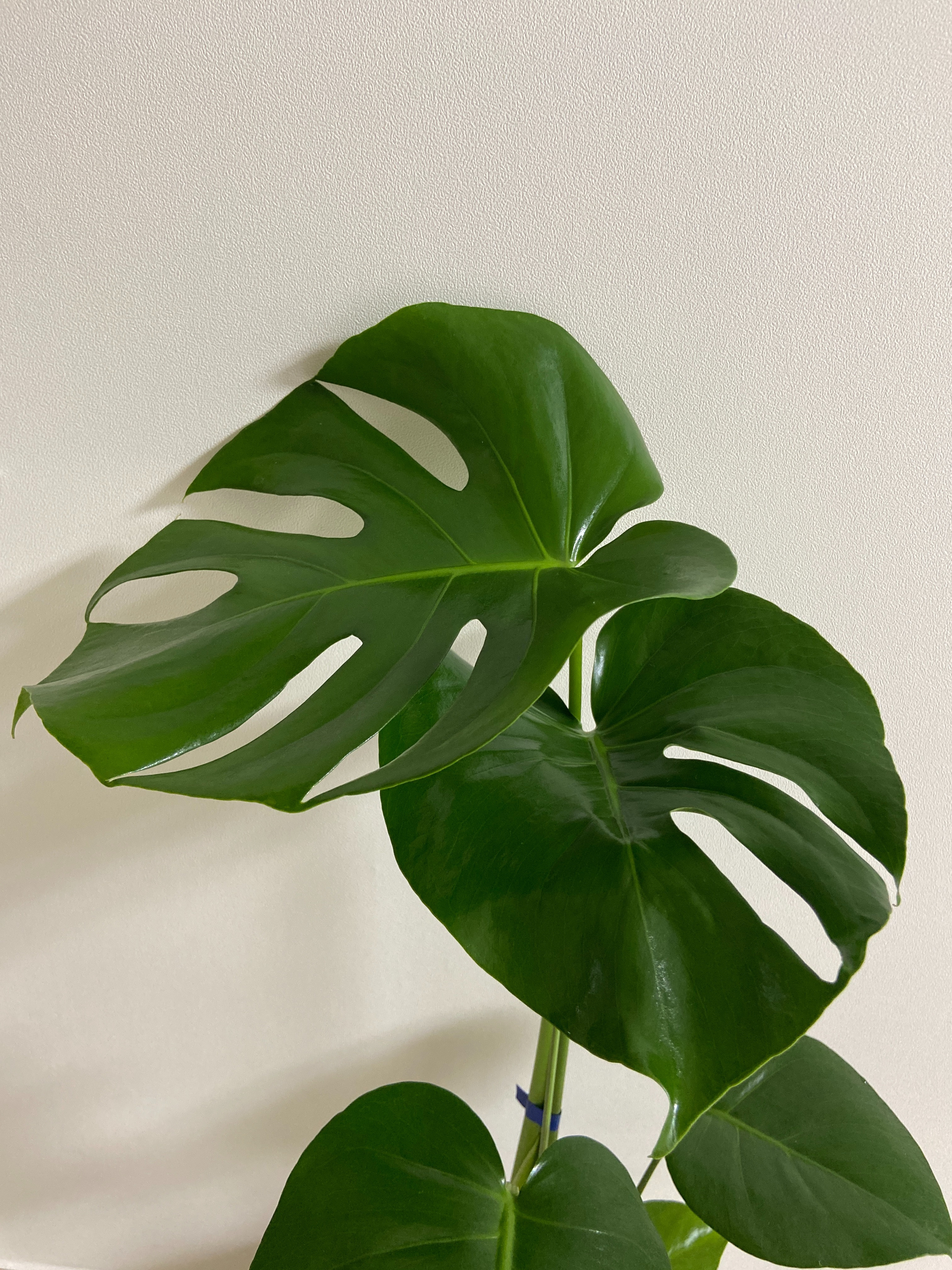 Green Monstera Leaves